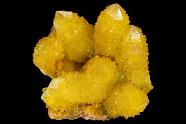 Sunshine Cactus Quartz Crystal Cluster - South Africa #132885